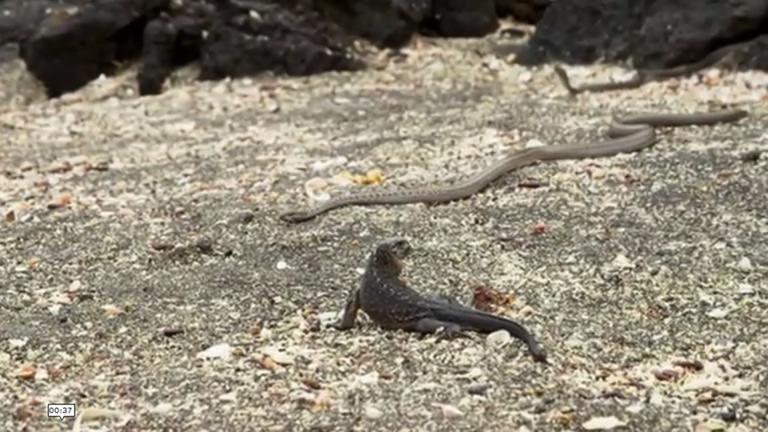 Schlange bedroht Echse