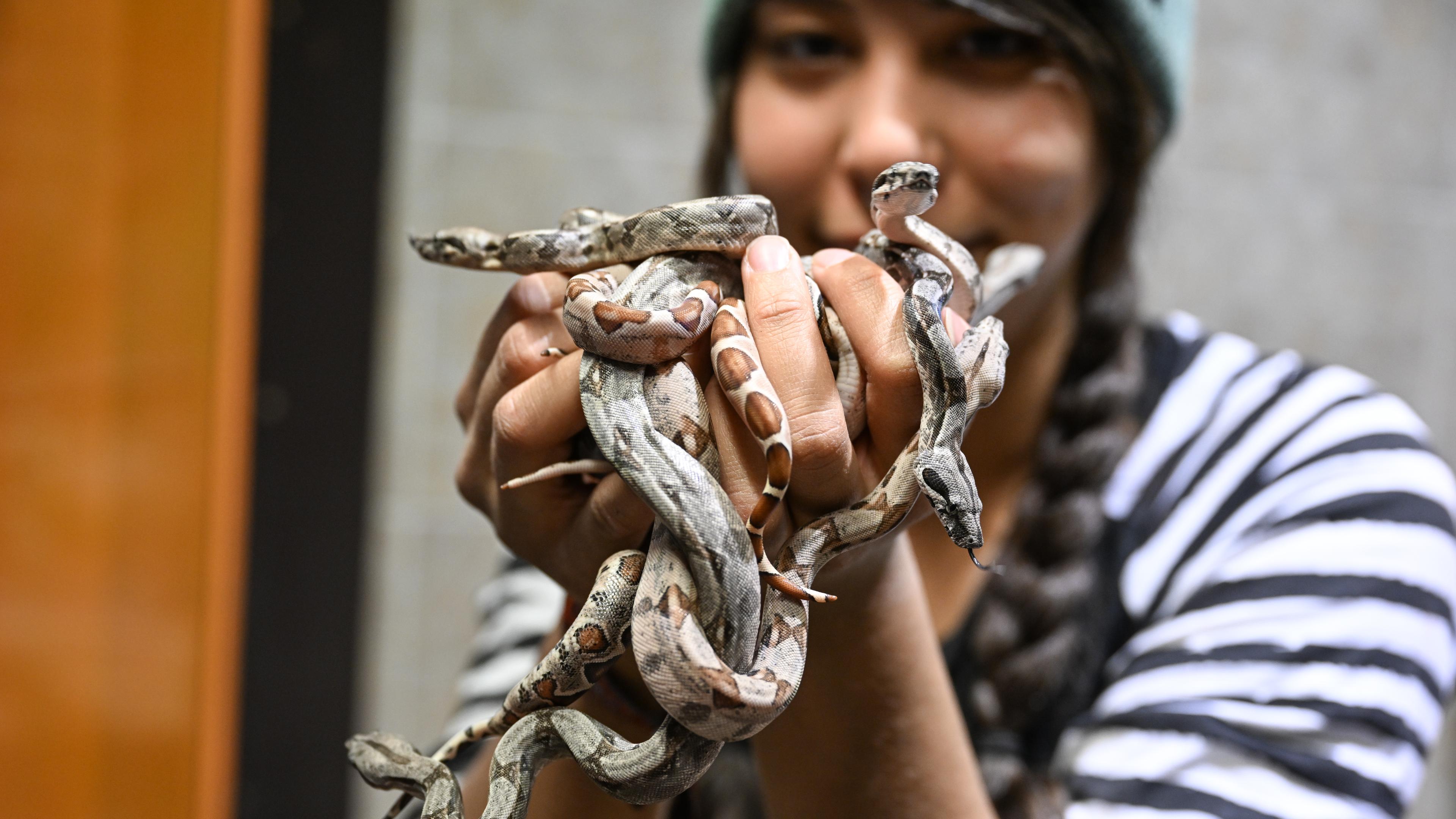 Mitarbeiterin Renate Hug im Reptilienhaus in Unteruhldingen am Bodensee, hält mehrere junge Boa constrictor in den Händen
