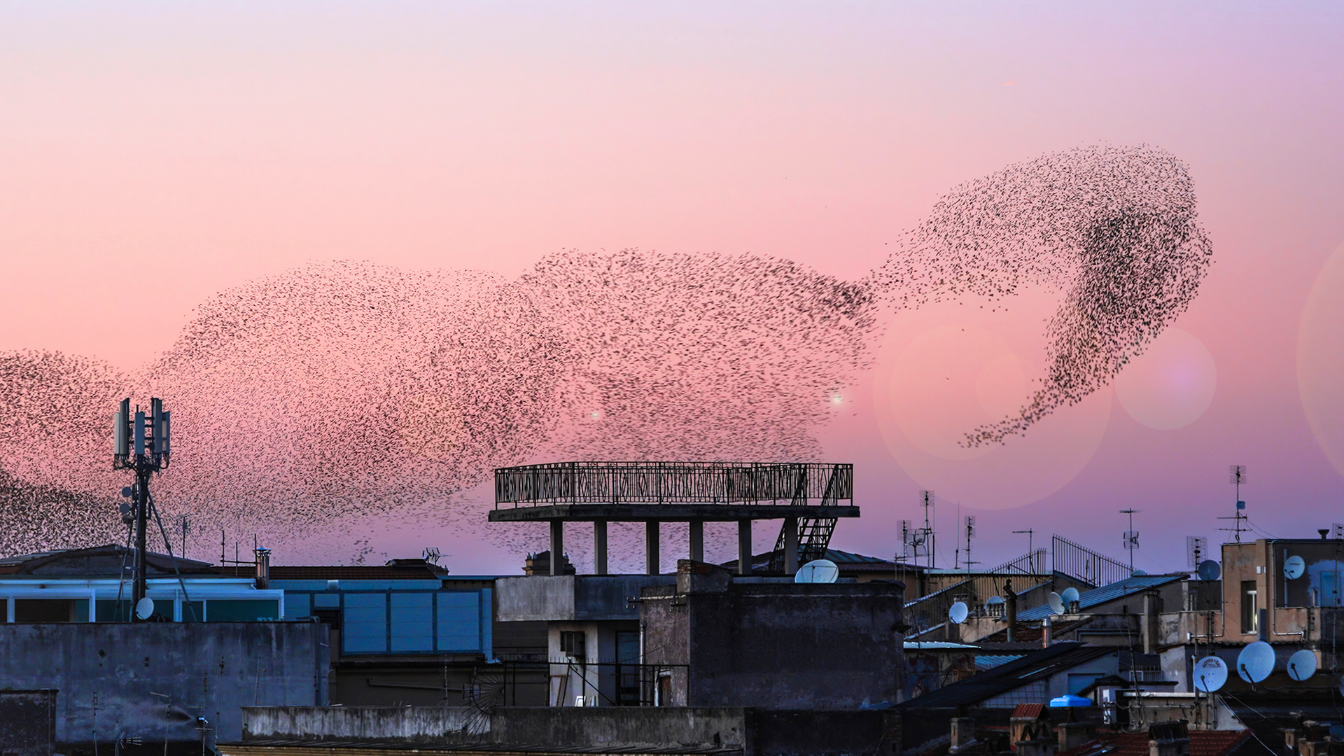 Ein Schwarm Stare im Sonnenuntergang fliegt über Häuser.
