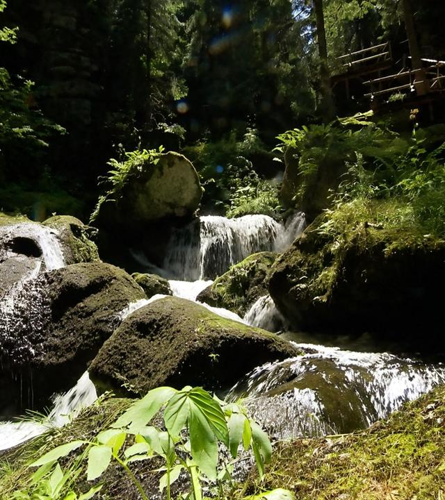 Kleiner Wasserfall in einer bewaldeten Schlucht, umgeben von moosbewachsenen Felsen und dichtem Grün.
