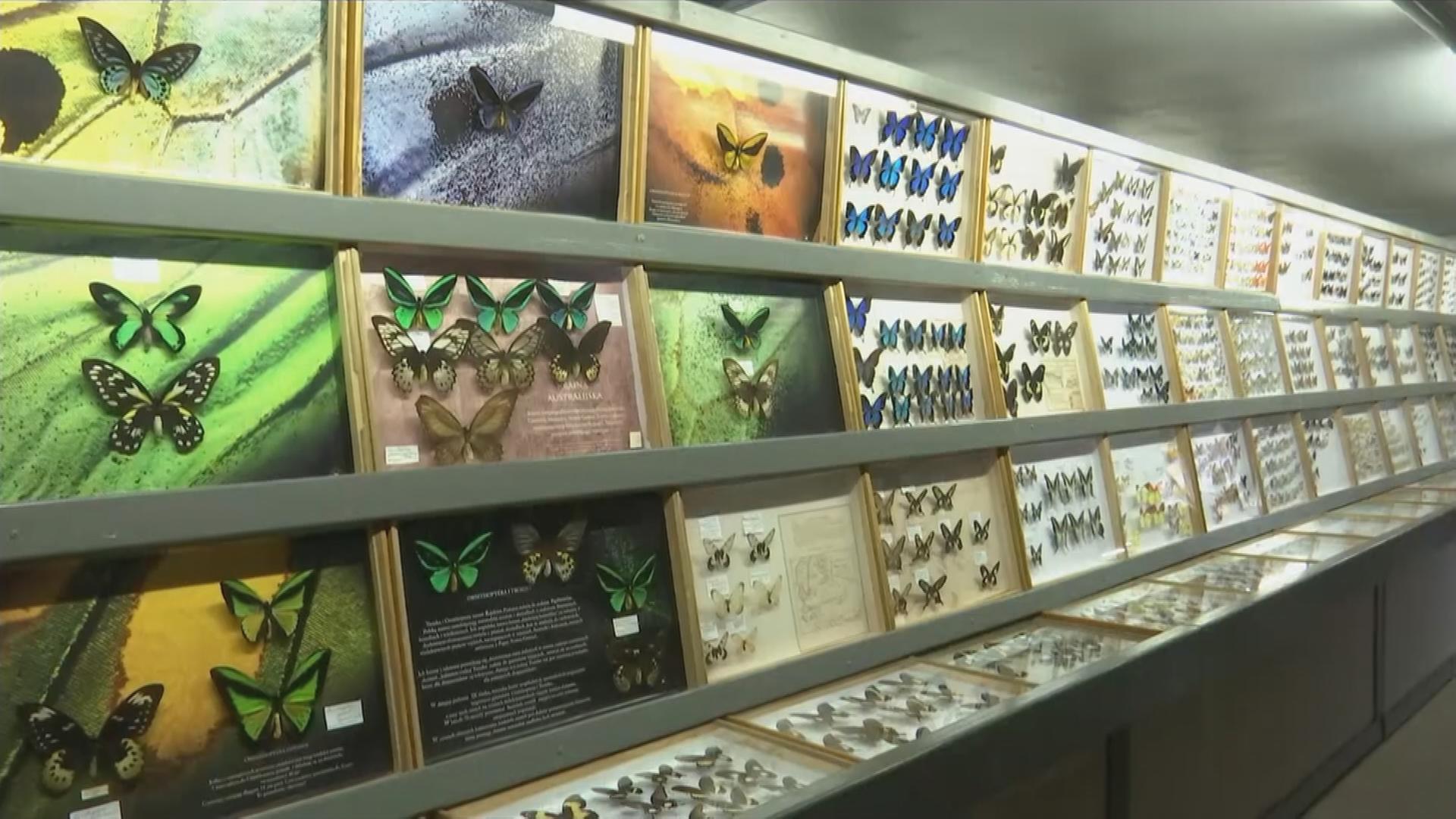 Präparierte Schmetterlinge in Glaskästen in einem Museum