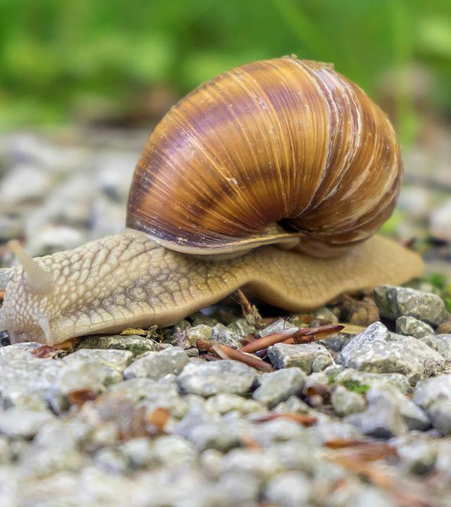 Weinbergsschnecke