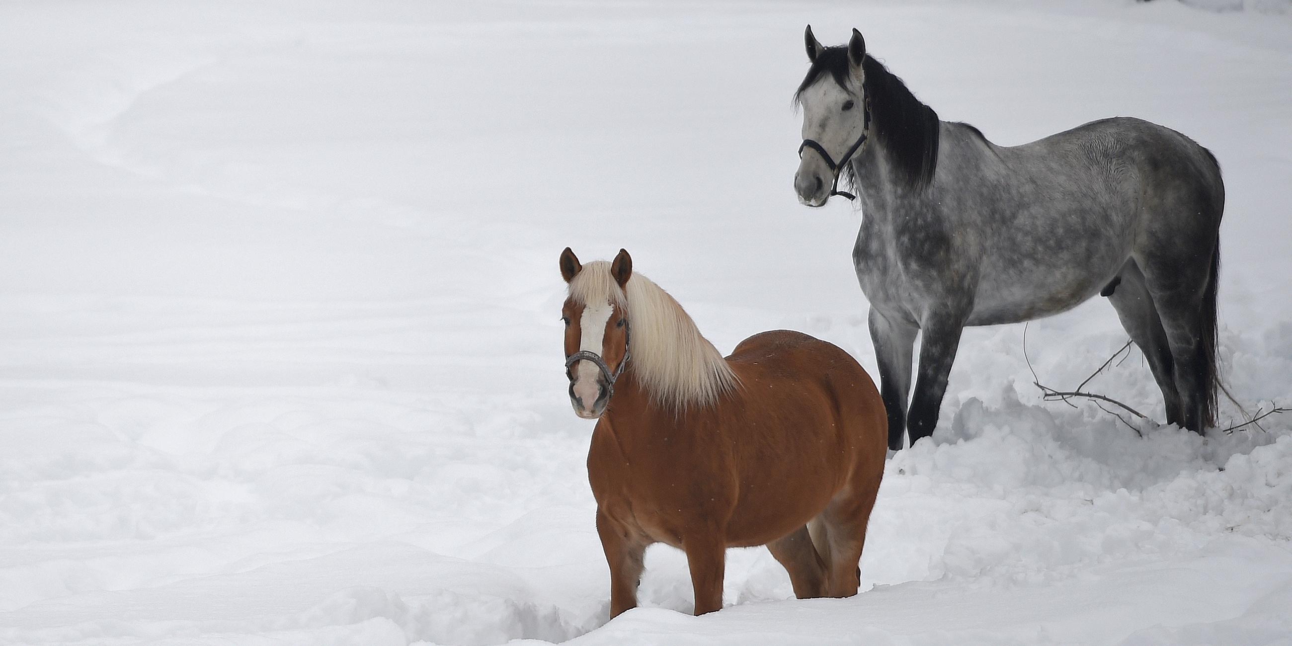 Pferde stehen im Schnee bei Garmisch-Partenkirchen