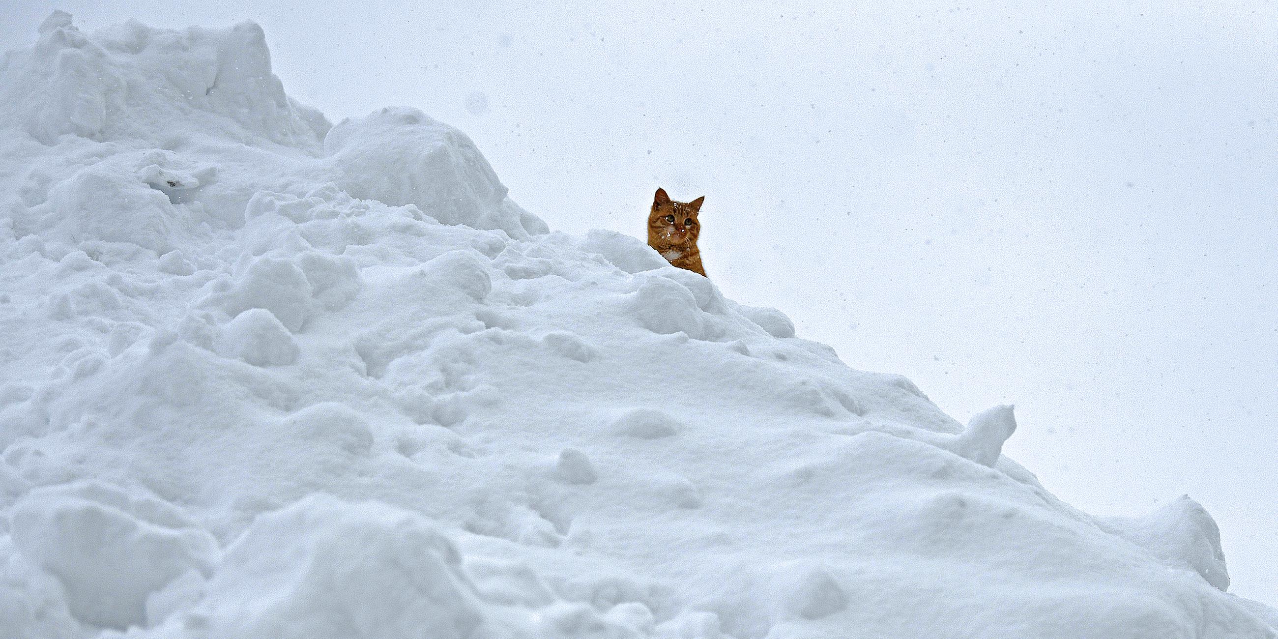 Eine Katze im Schnee, Österreich