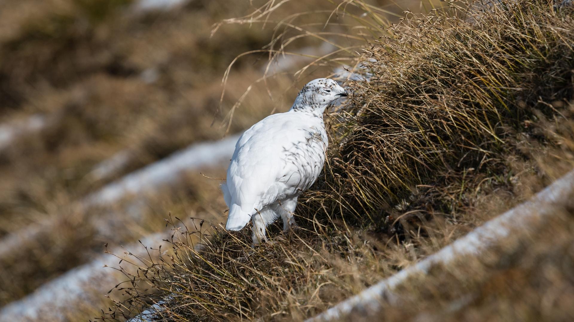Ein Alpenschneehuhn mit weißem Wintergefieder steht auf einer Wiese im Karwendel. Es hat mangels Schnee keine Tarnung.