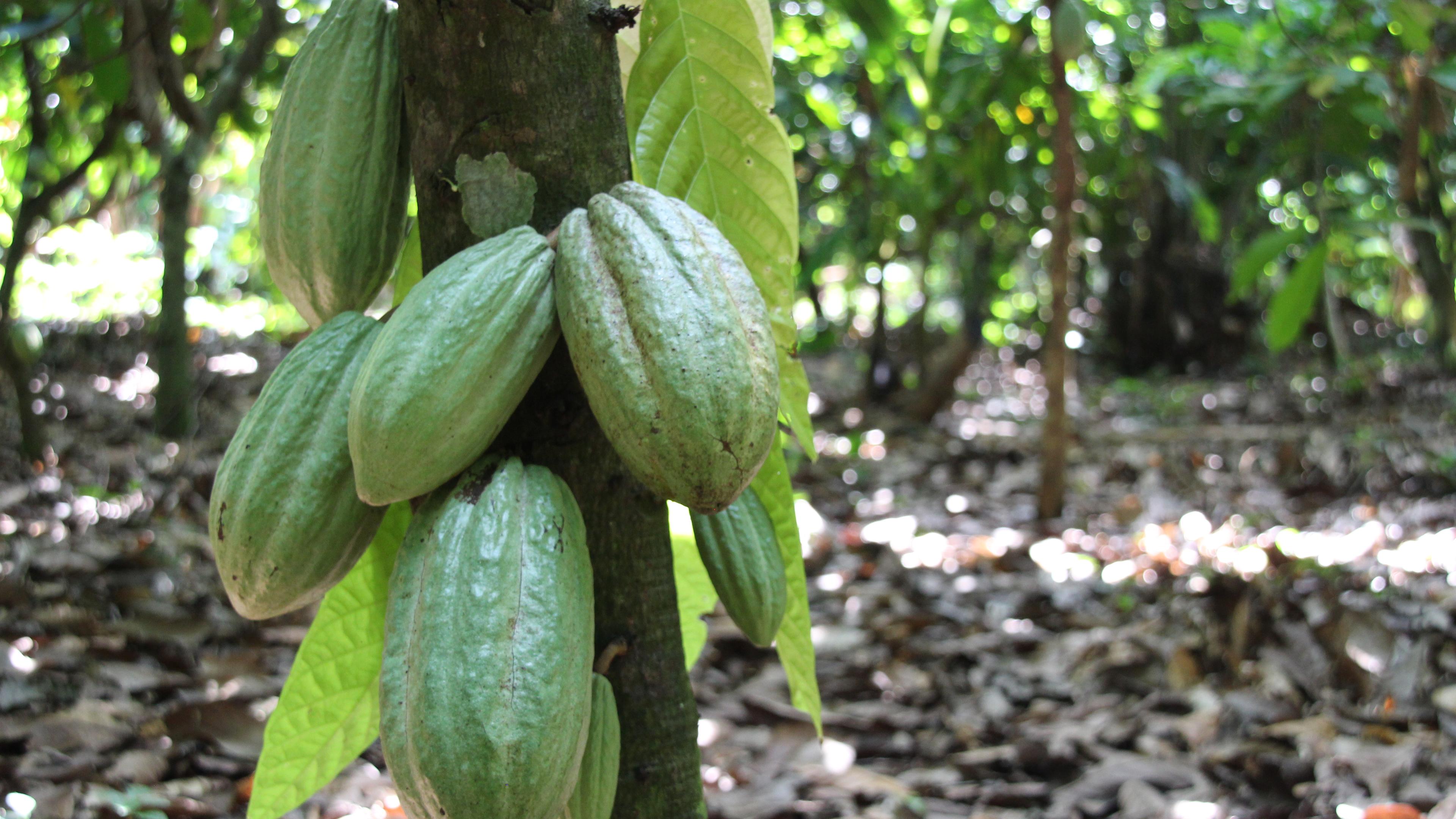 Unreife Kakaoschoten hängen in einer Plantage an einem Baum.