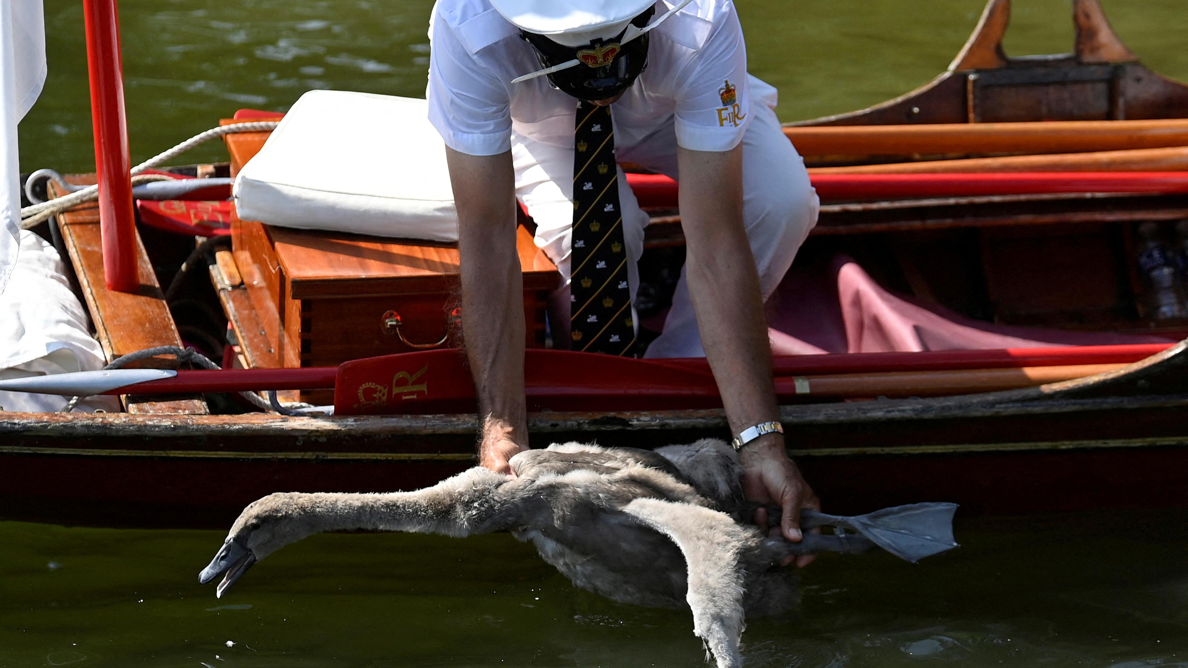 Ein Mann in Uniform beugt sich von einem Boot zu einem jungen Schwan 