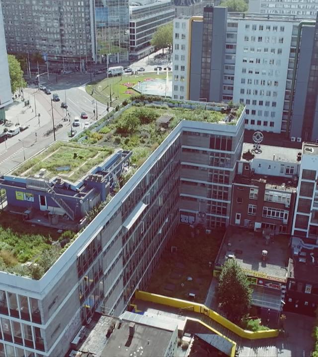 Bepflanztes Hochhausdach in Rotterdamm