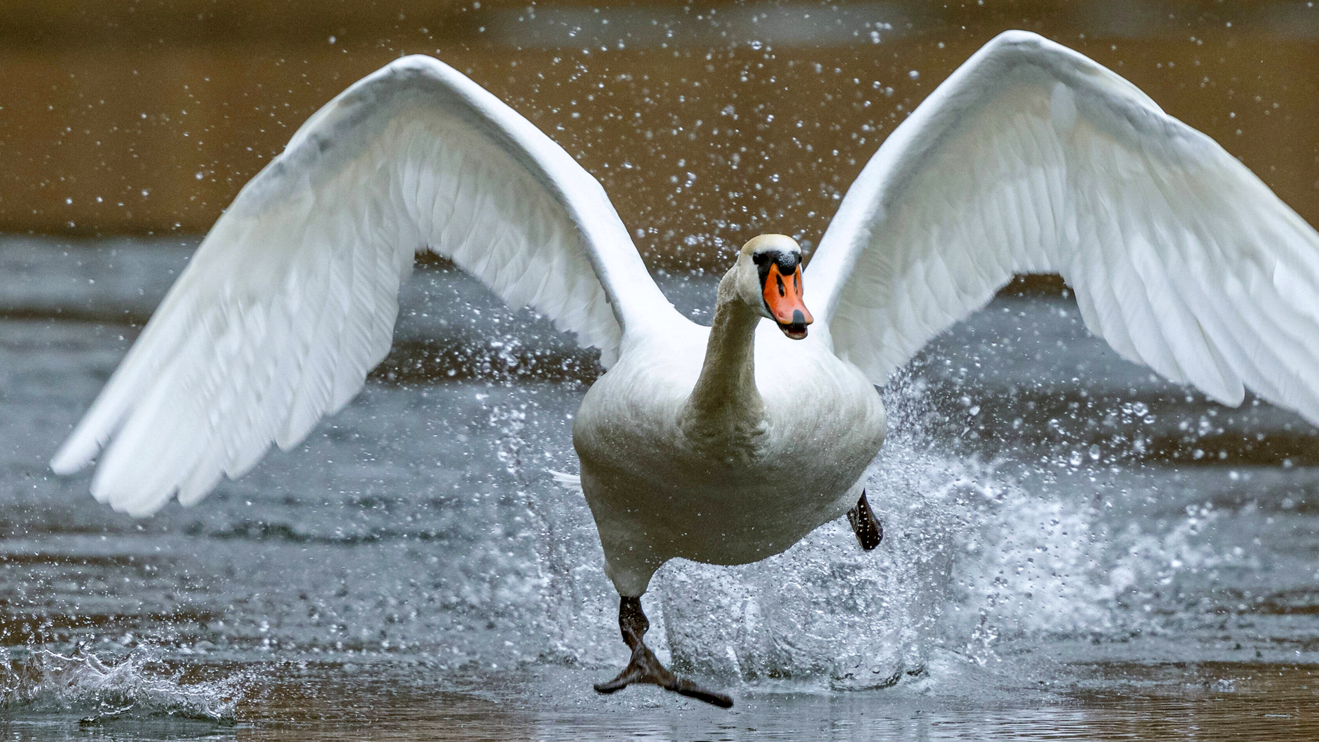 Ein Schwan startet auf einem See