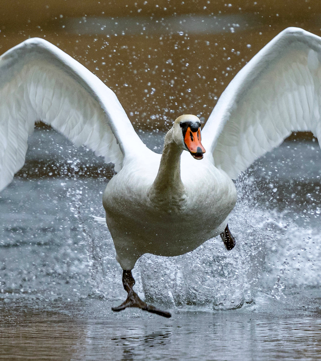 Ein Schwan startet auf einem See