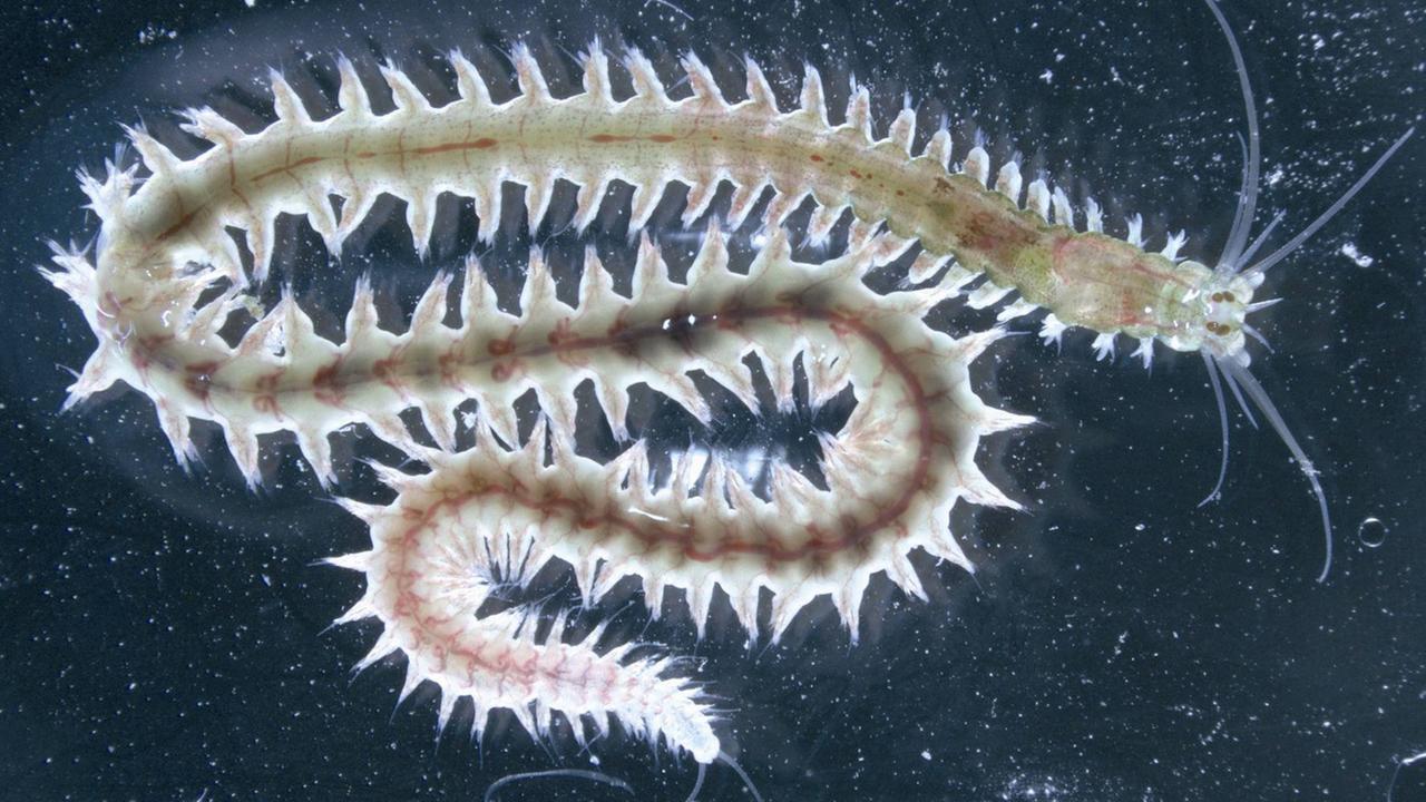 Parasiten Unterschätzt und vielfältig ZDFmediathek