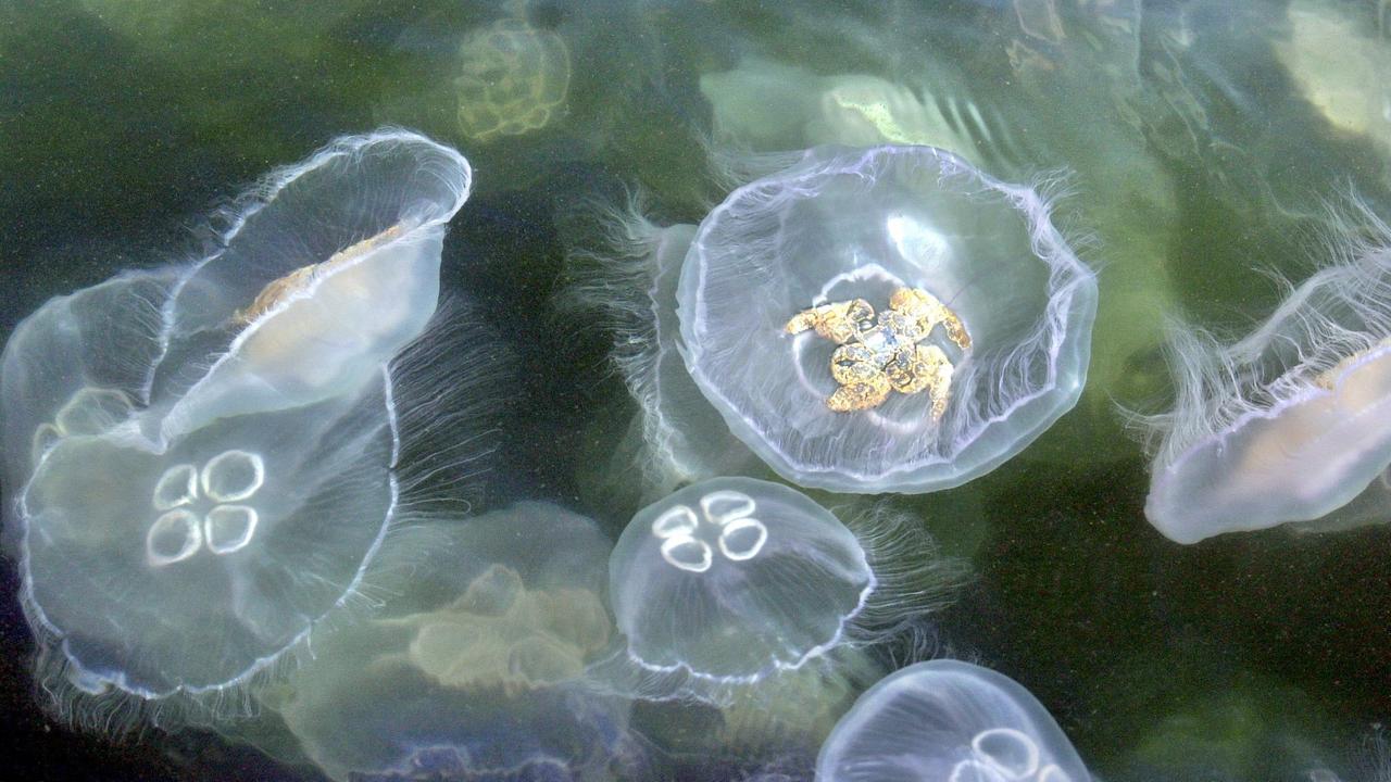 Quallen Gewinner der Meereserwärmung ZDFmediathek