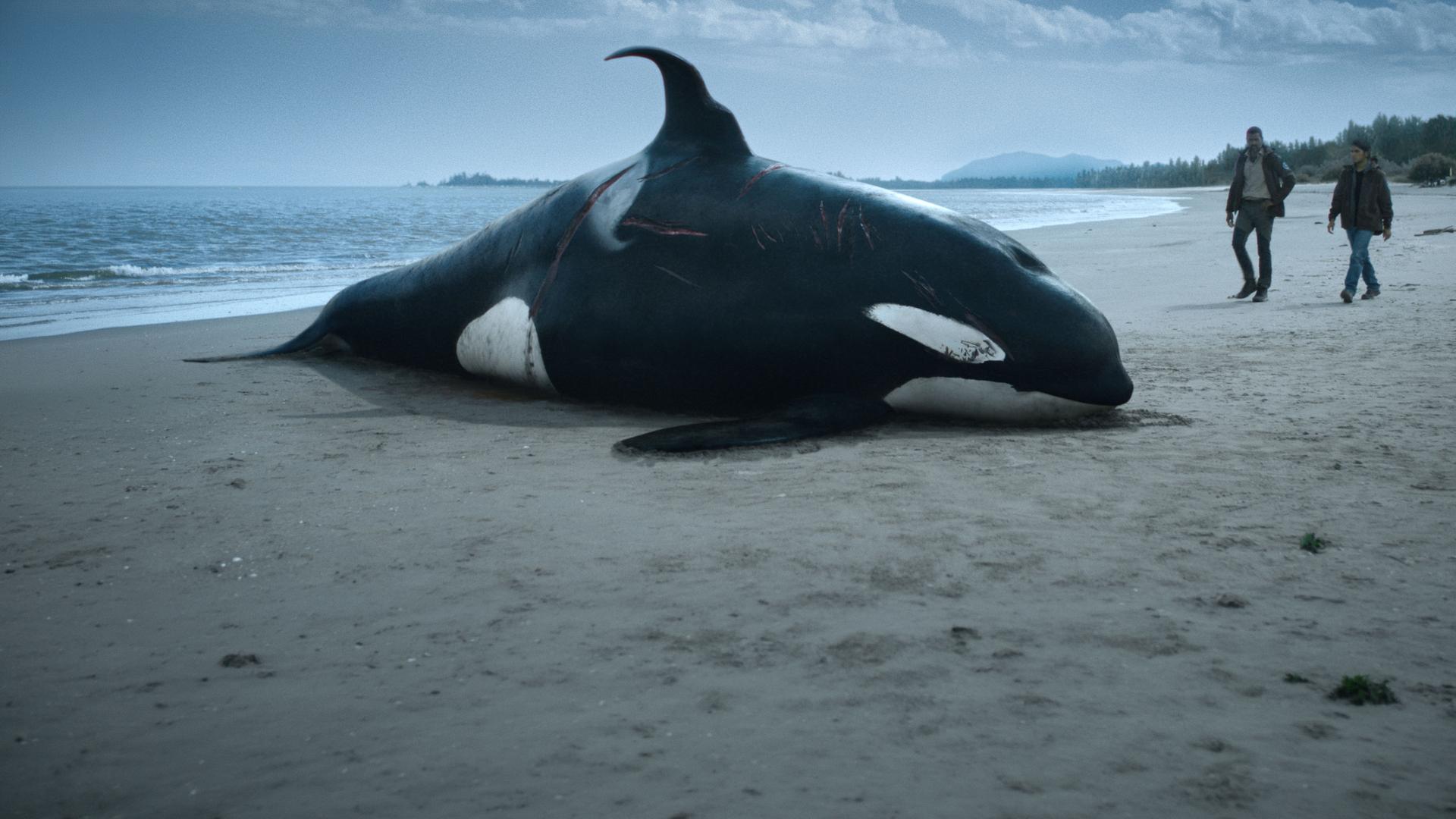An einem Strand liegt ein toter Orka mit Schnittverletzungen. Im Hintergrund nähern sich zwei Männer. 