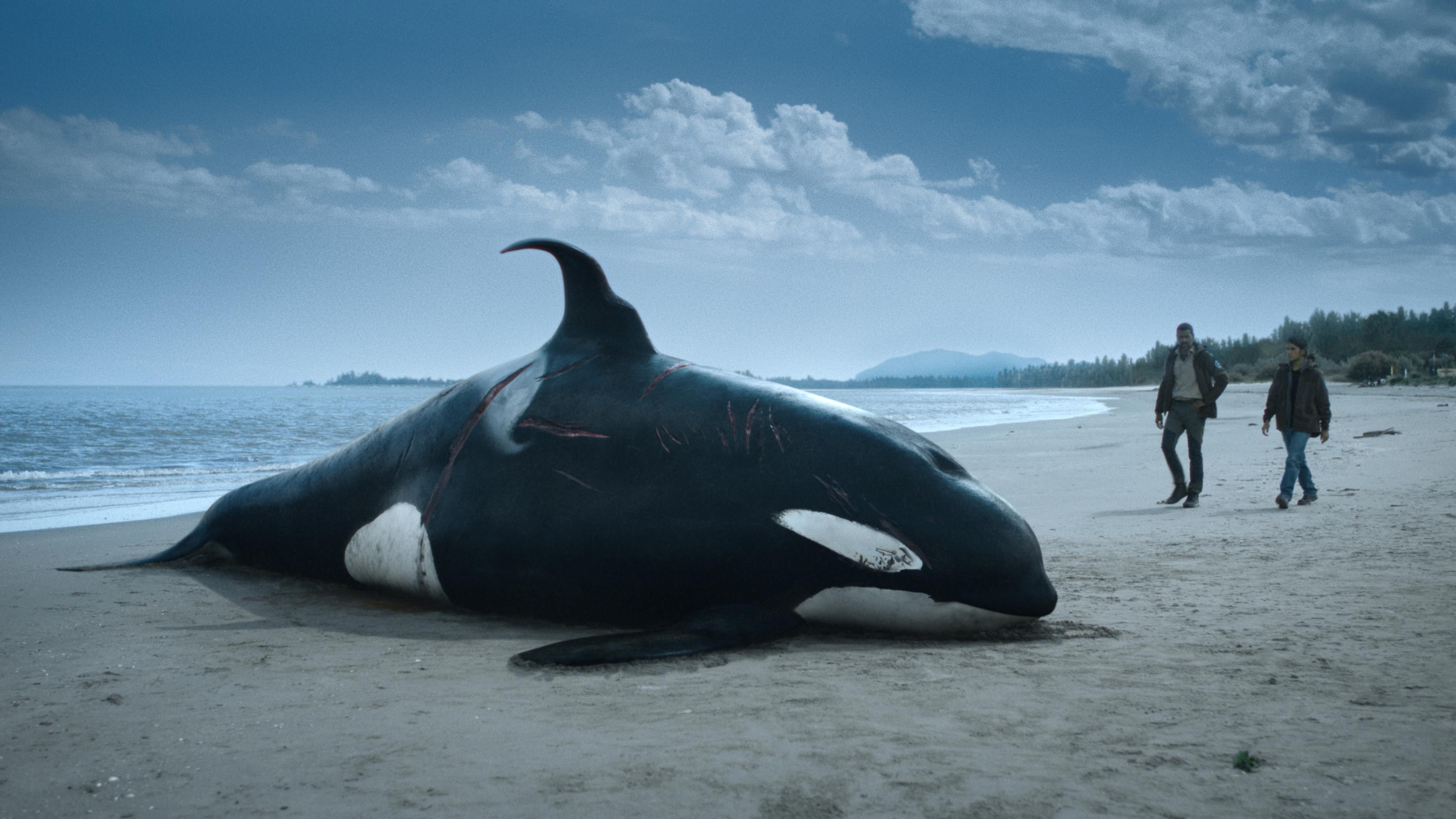 An einem Strand liegt ein toter Orka mit Schnittverletzungen. Im Hintergrund nähern sich zwei Männer. 