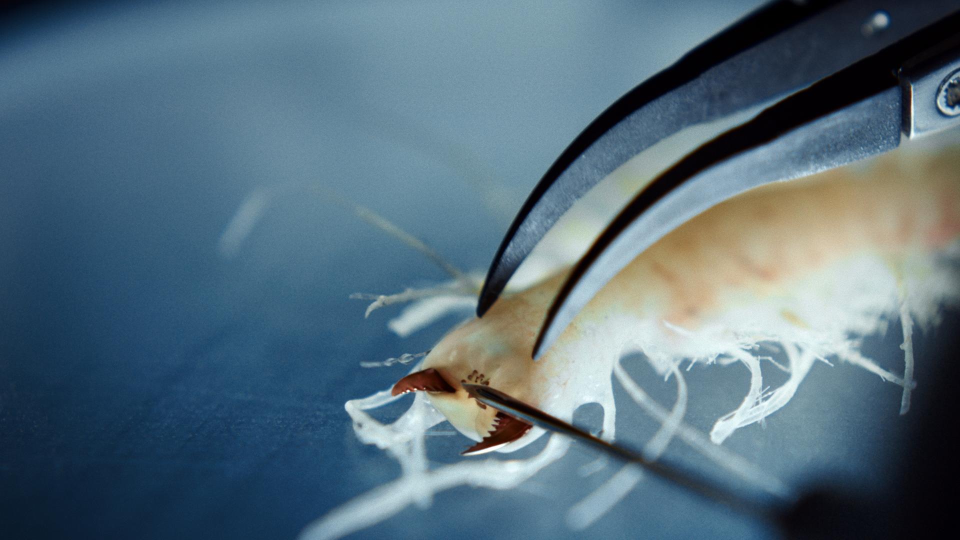 Ein weißes insektenähnliches Meerestier wird mit einer Nadel und einer Pinzette untersucht.