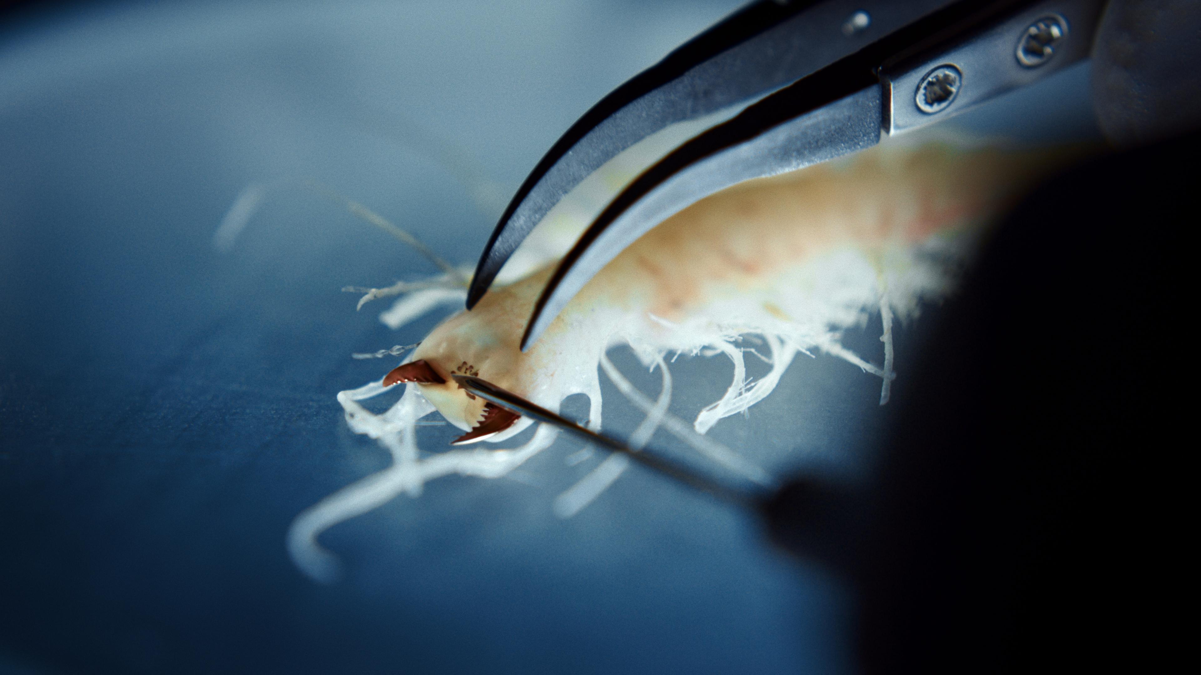 Ein weißes Insektenähnliches Meerestier wird mit einer Nadel und einer Pinzette untersucht.