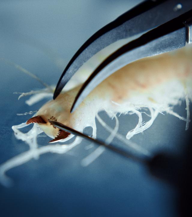 Ein weißes insektenähnliches Meerestier wird mit einer Nadel und einer Pinzette untersucht.