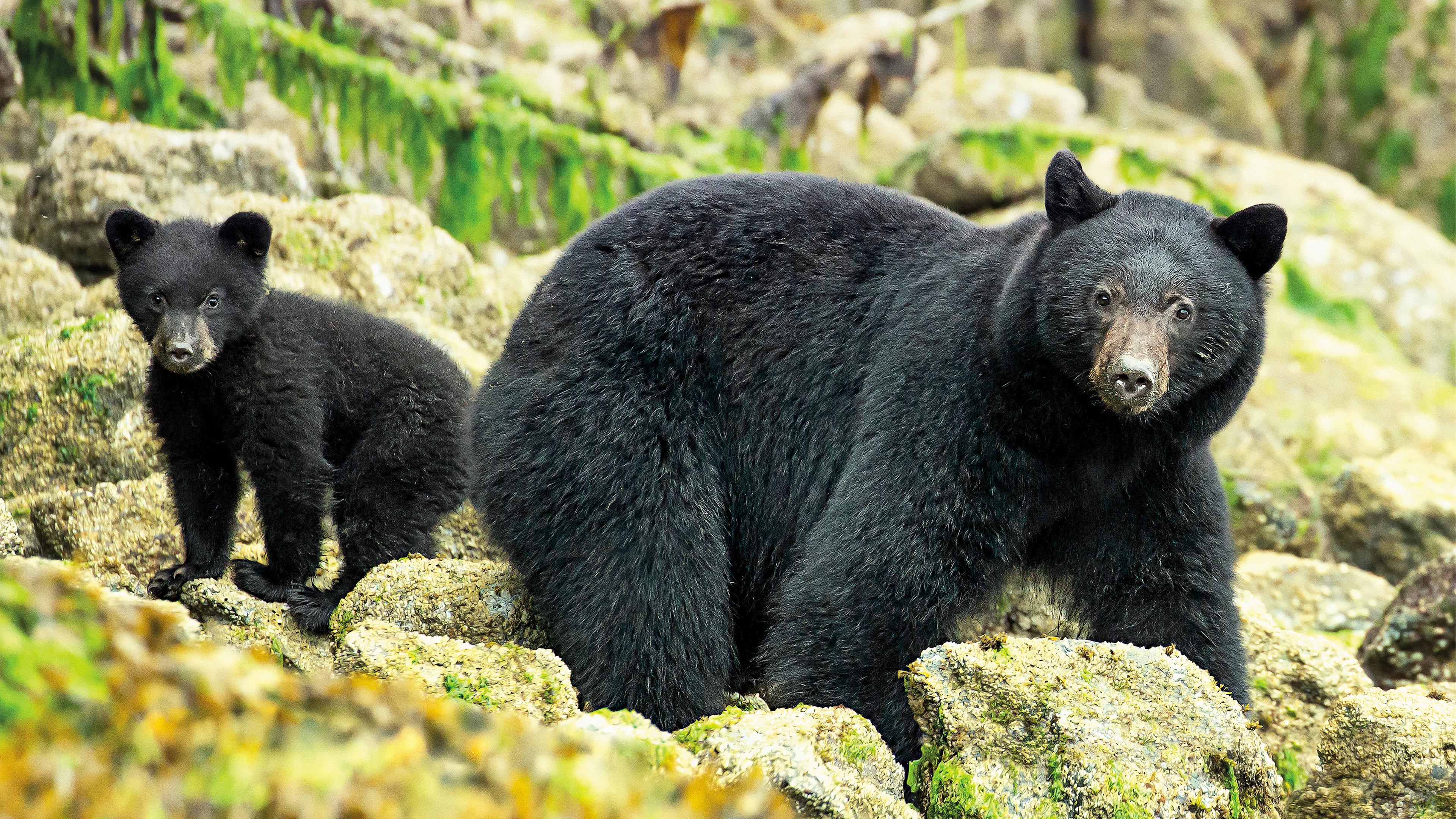 Ein Schwarzbärenjunges und seine Mutter in Nahaufnahme.