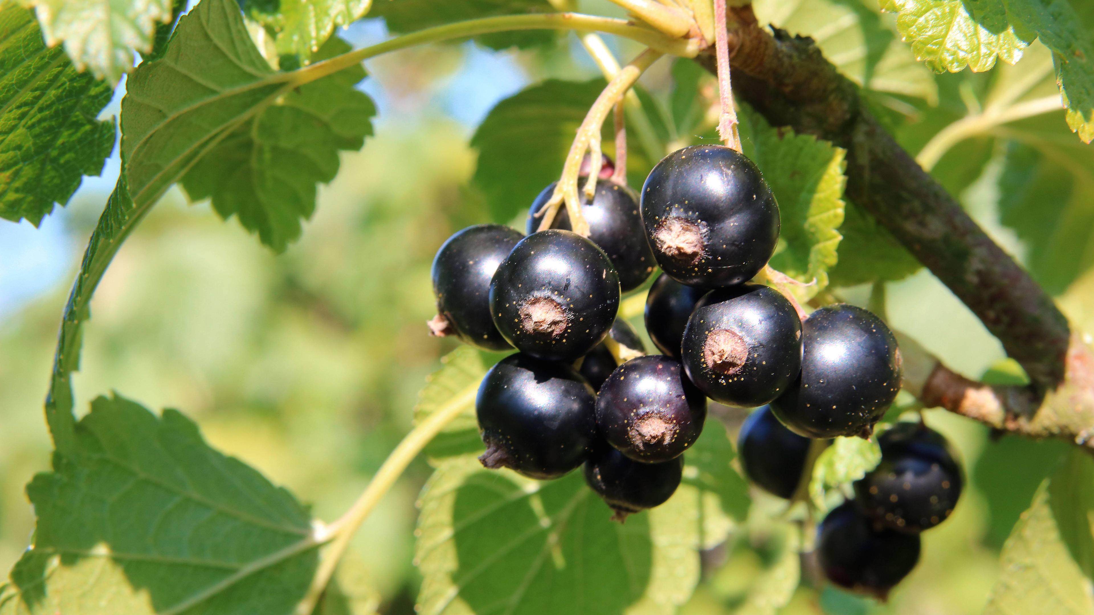 Johannisbeeren Pflanzen Balkon Inspiration | Bestever Dekor