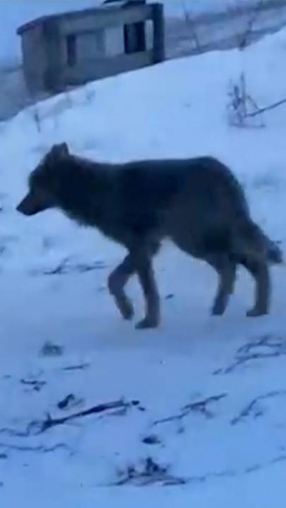 Drei Wölfe streifen seit einiger Zeit durch Ånge.