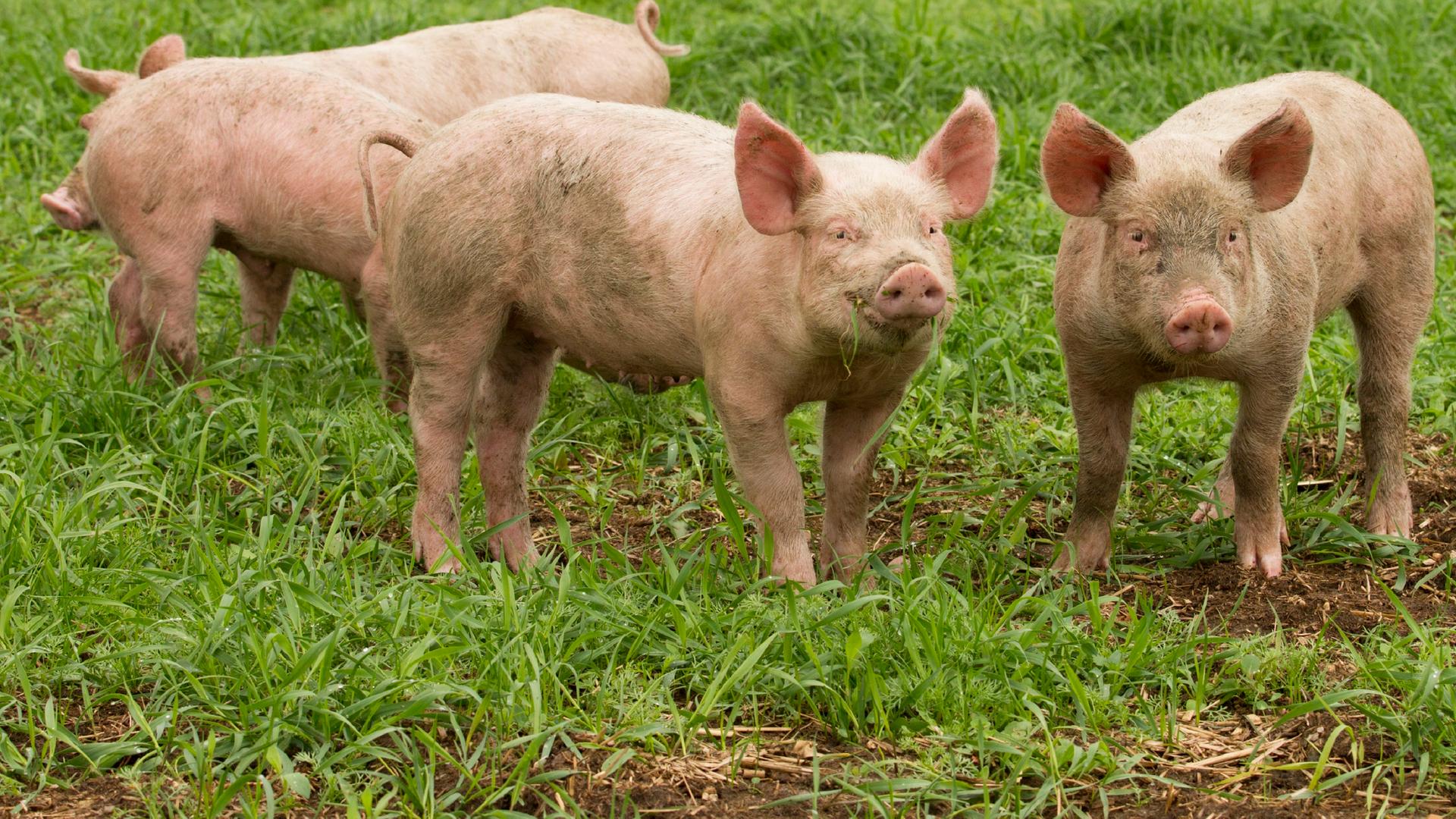 Mehrere Schweine stehen auf einer grünen Wiese.