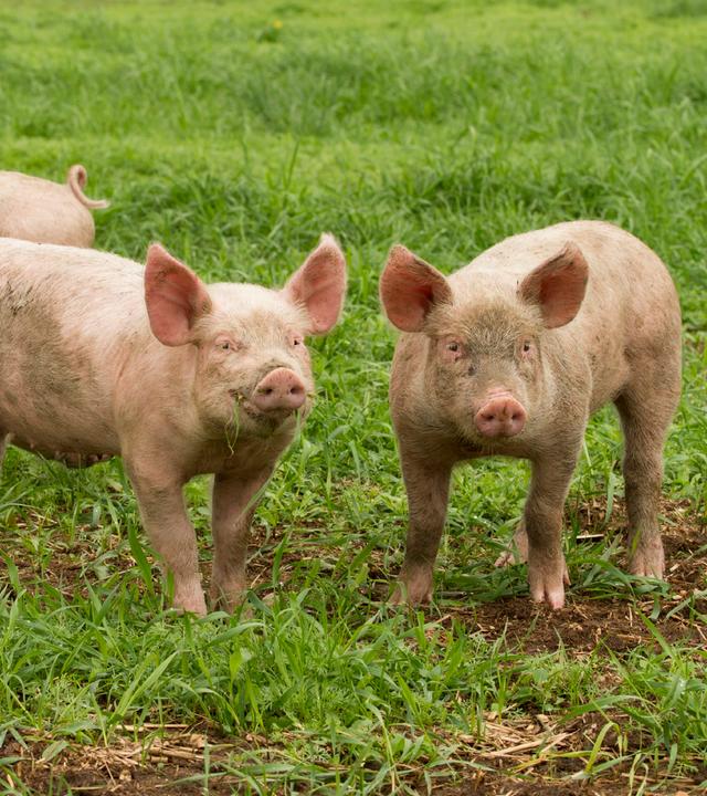 Mehrere Schweine stehen auf einer grünen Wiese.