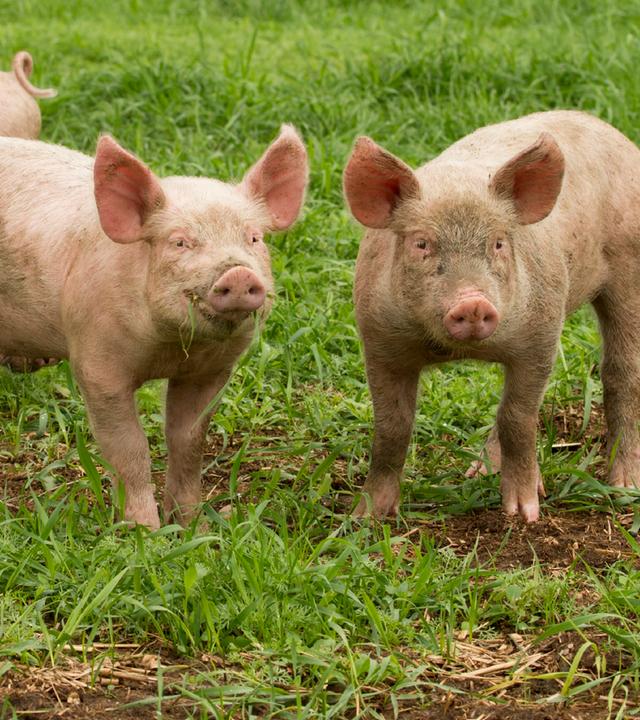 Mehrere Schweine stehen auf einer grünen Wiese.
