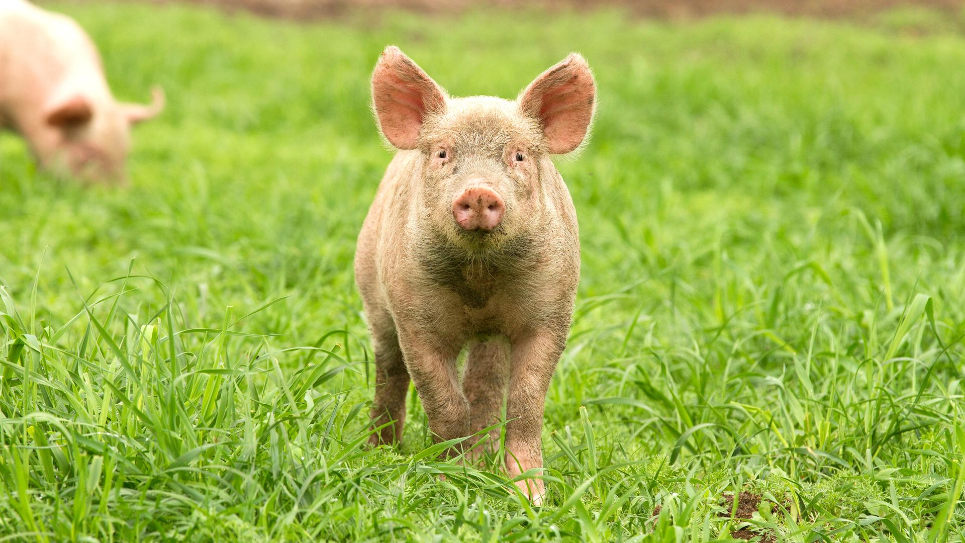 Schwein steht auf einer grünen Wiese und schaut in die Kamera.