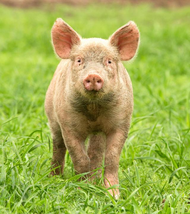 Schwein steht auf einer grünen Wiese und schaut in die Kamera.