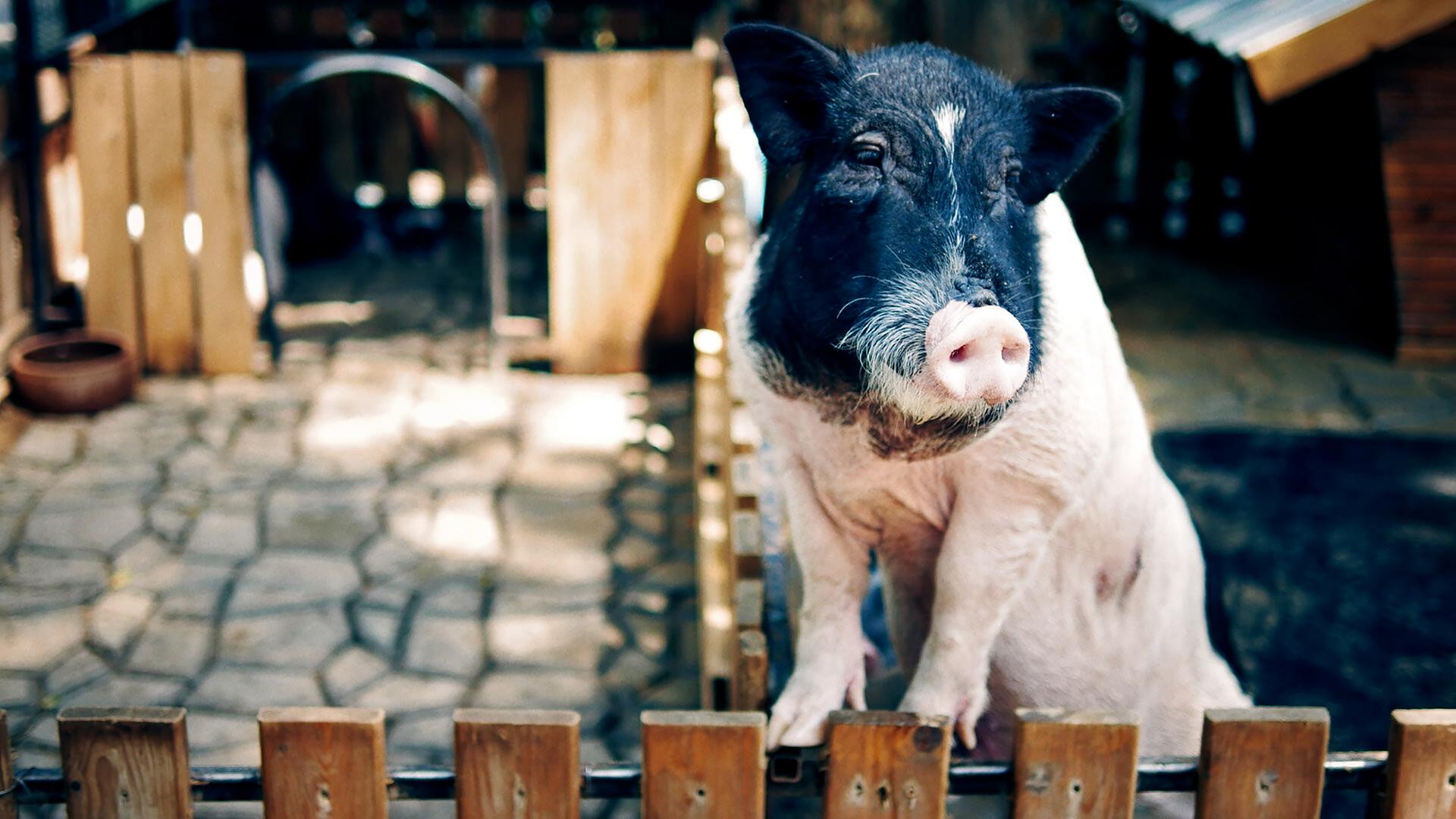 Ein Schwein steht an einem Holzzaun