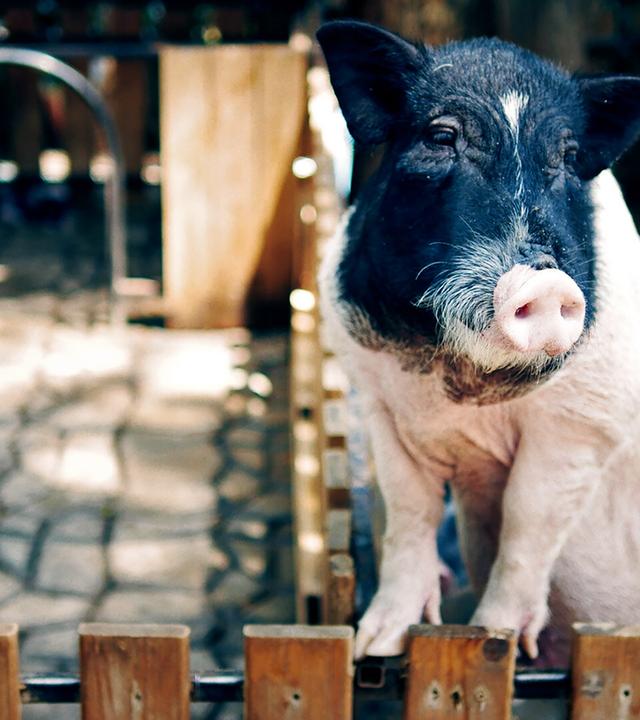 Ein Schwein steht an einem Holzzaun