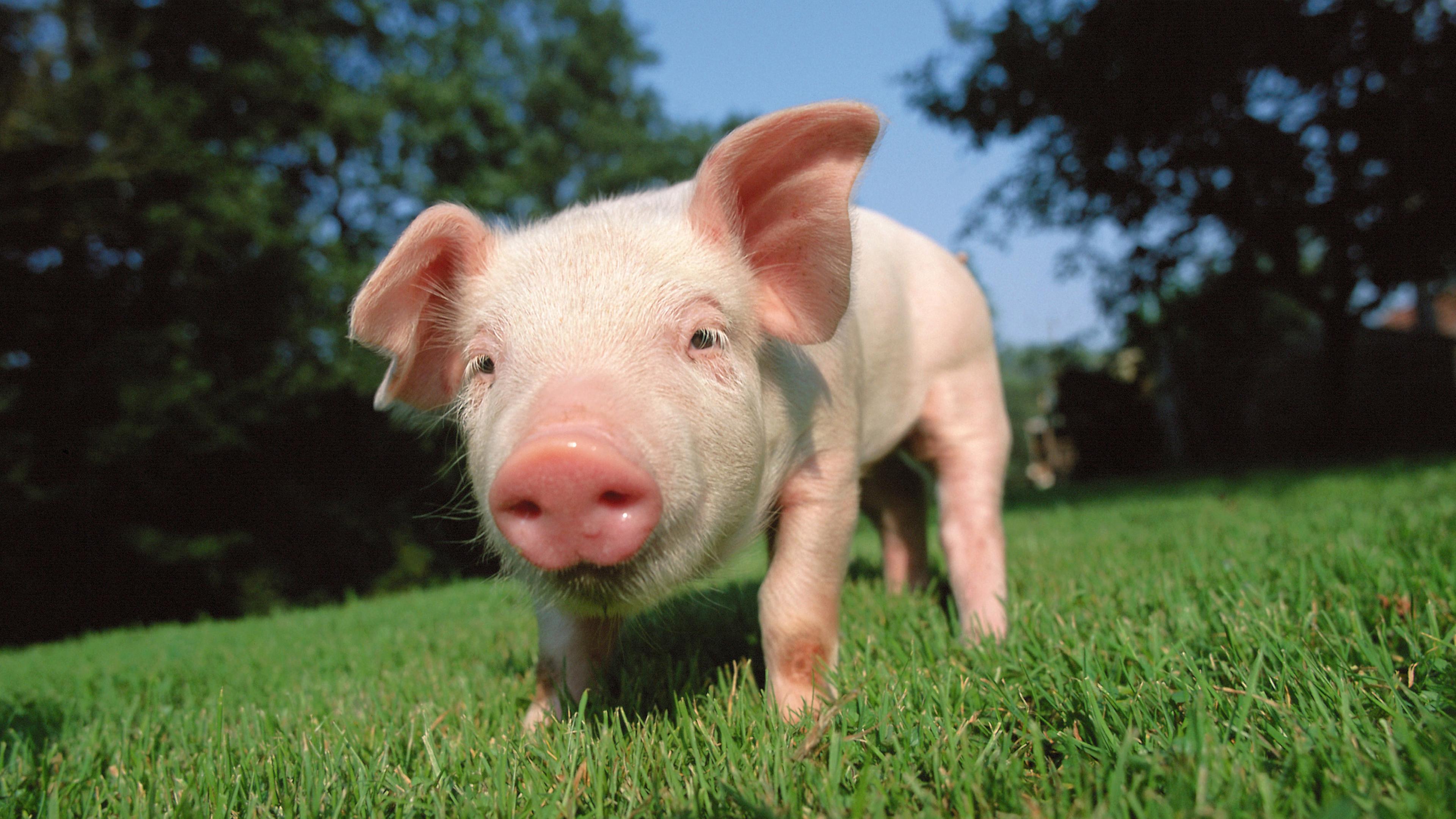 Ein kleines Ferkel auf einer grünen Wiese.