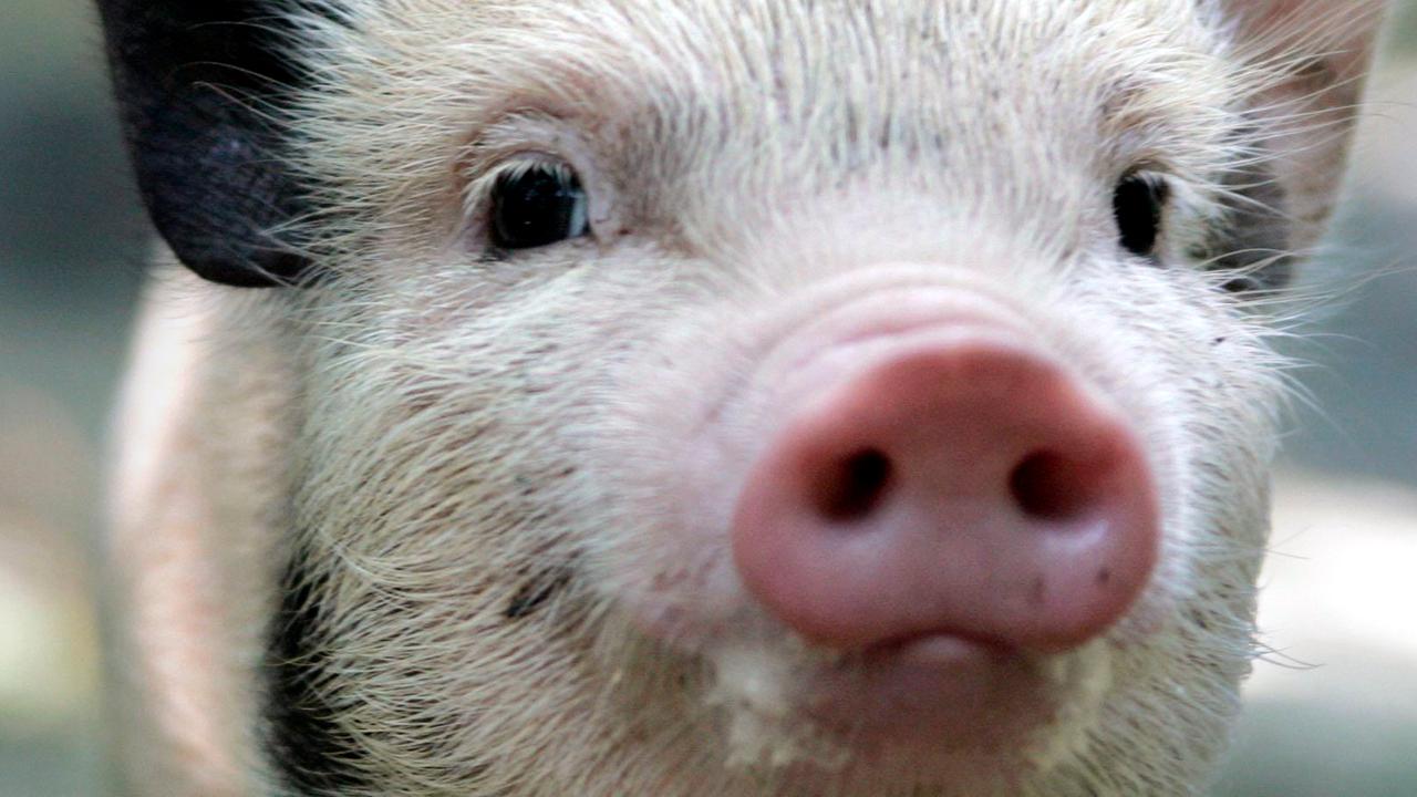 Ein kleines Minischwein-Ferkel mit schwarzem Ohr in Nahaufnahme.