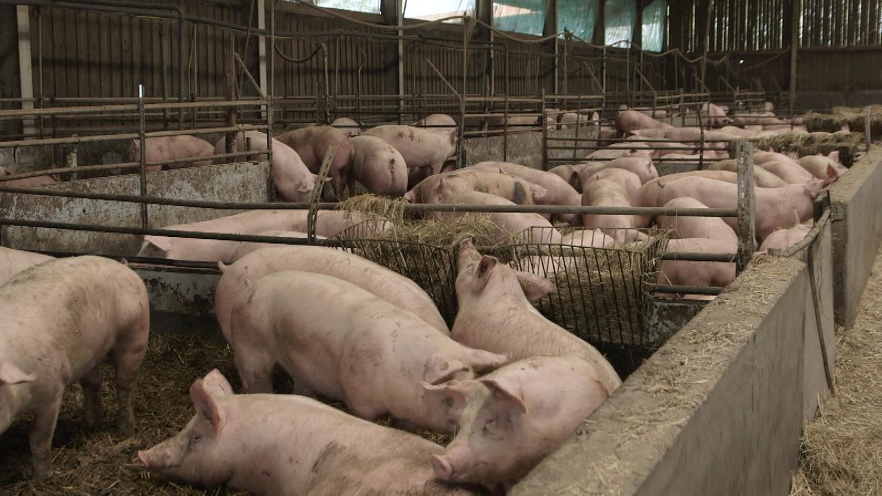 Wem nutzt das Tierwohlsiegel?