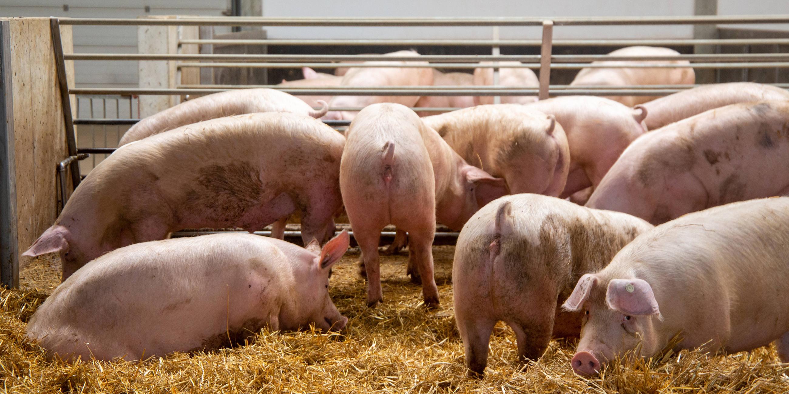 Artgerechte Schweinehaltung in einem Landwirtschaftsbetrieb