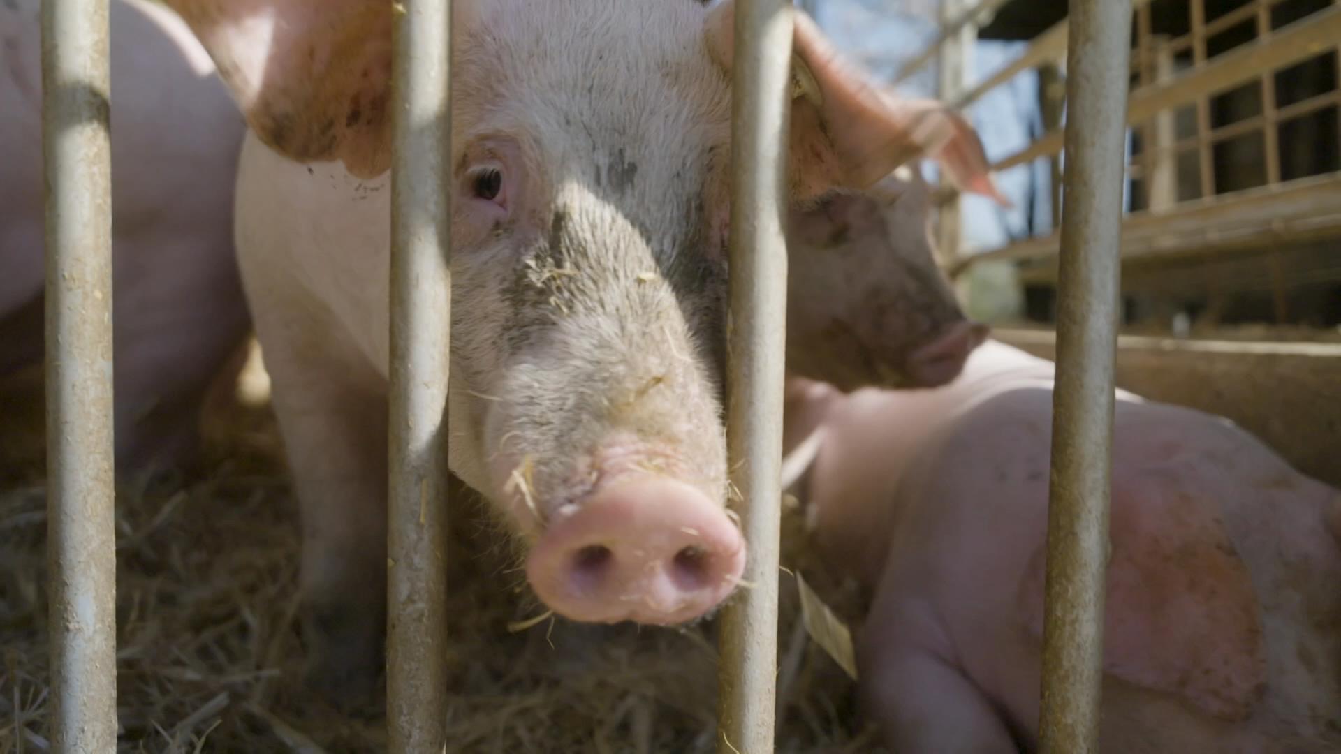 Schwein schaut durch Gitterstäbe