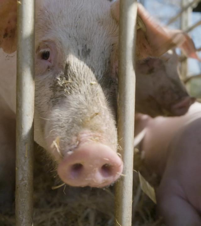 Schwein schaut durch Gitterstäbe