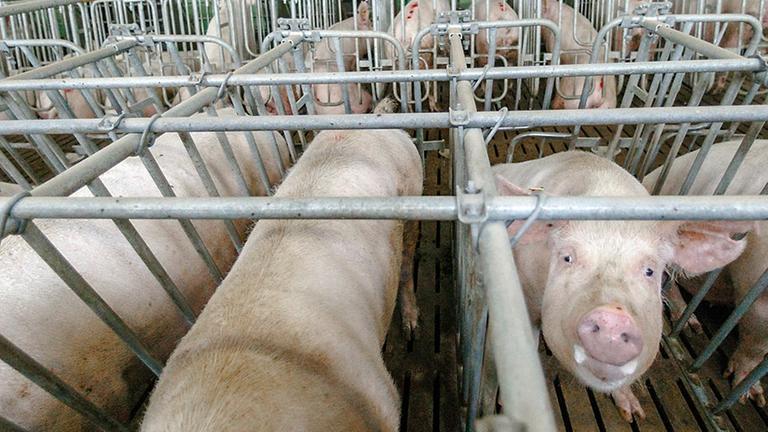 Missstände in der Schweinefleischproduktion