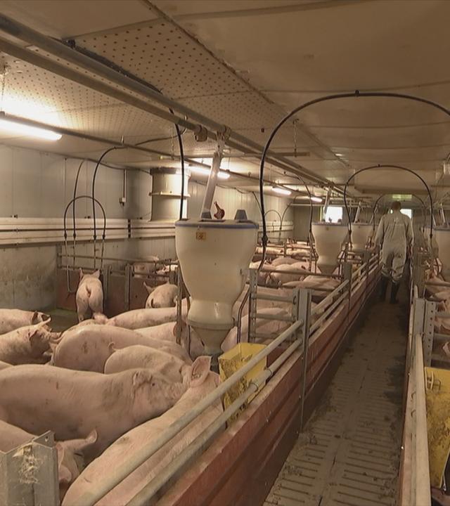 Die Schweinepest breitet sich aus