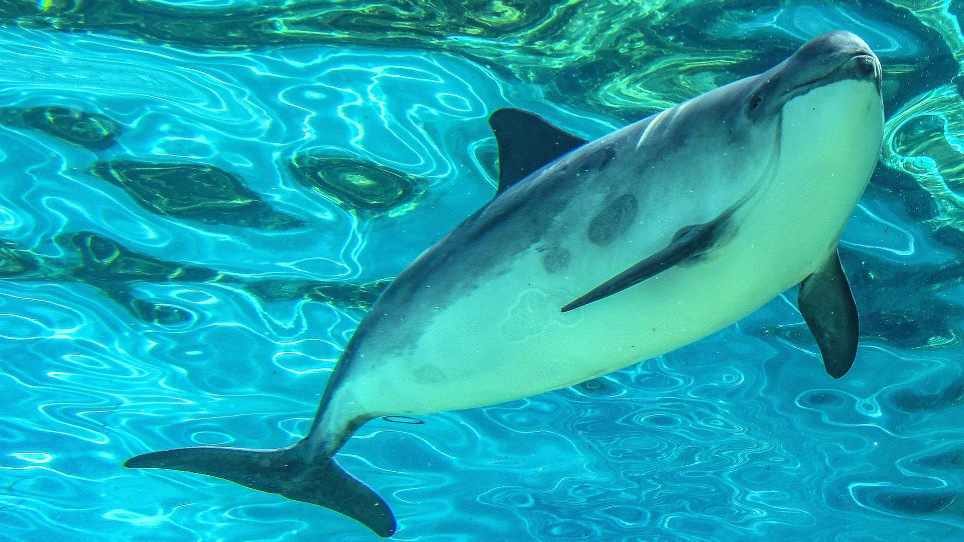 Ein Schweinswal schwimmt in in einem Meereswasserbecken im naturhistorischen Museum Ecomare auf Texel, der grössten niederländischen Wattinseln.