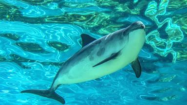 Bild des Herkunftsvideos in der ZDF Mediathek