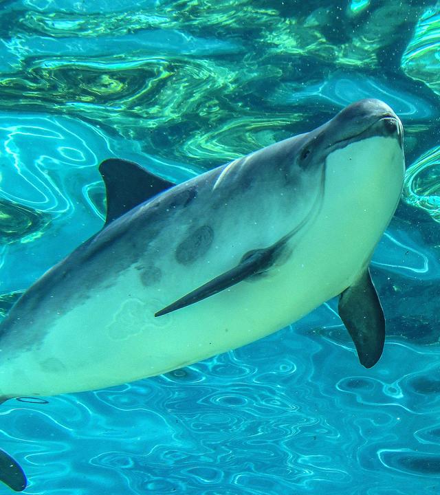 Ein Schweinswal schwimmt in in einem Meereswasserbecken im naturhistorischen Museum Ecomare auf Texel, der grössten niederländischen Wattinseln.