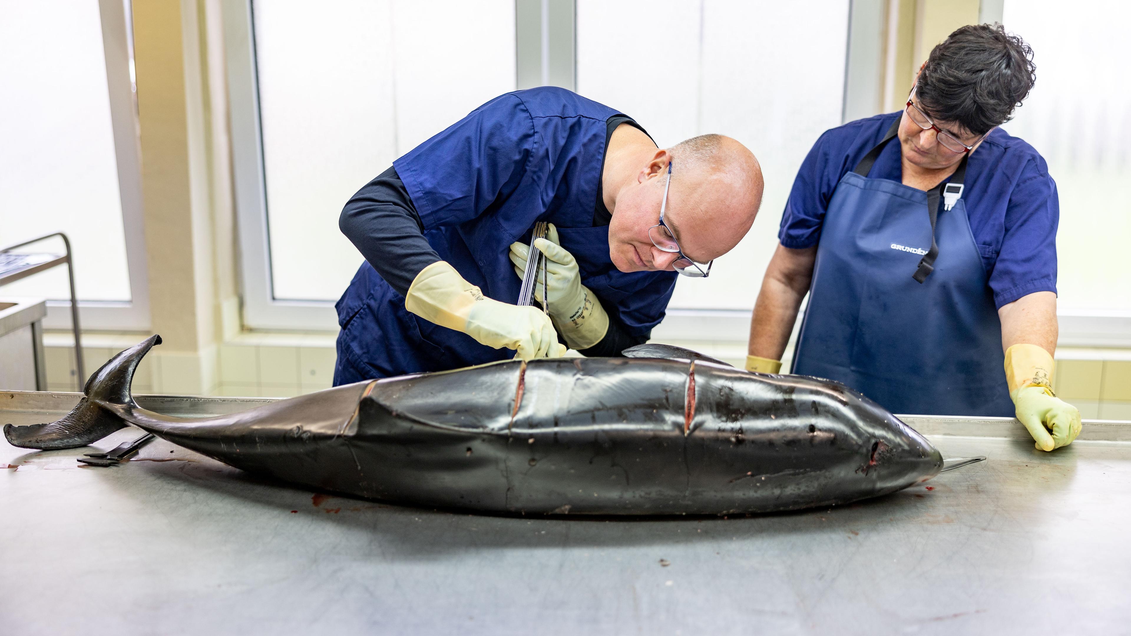 Schleswig-Holstein, Büsum: Tot aufgefundener Schweinswal wird untersucht
