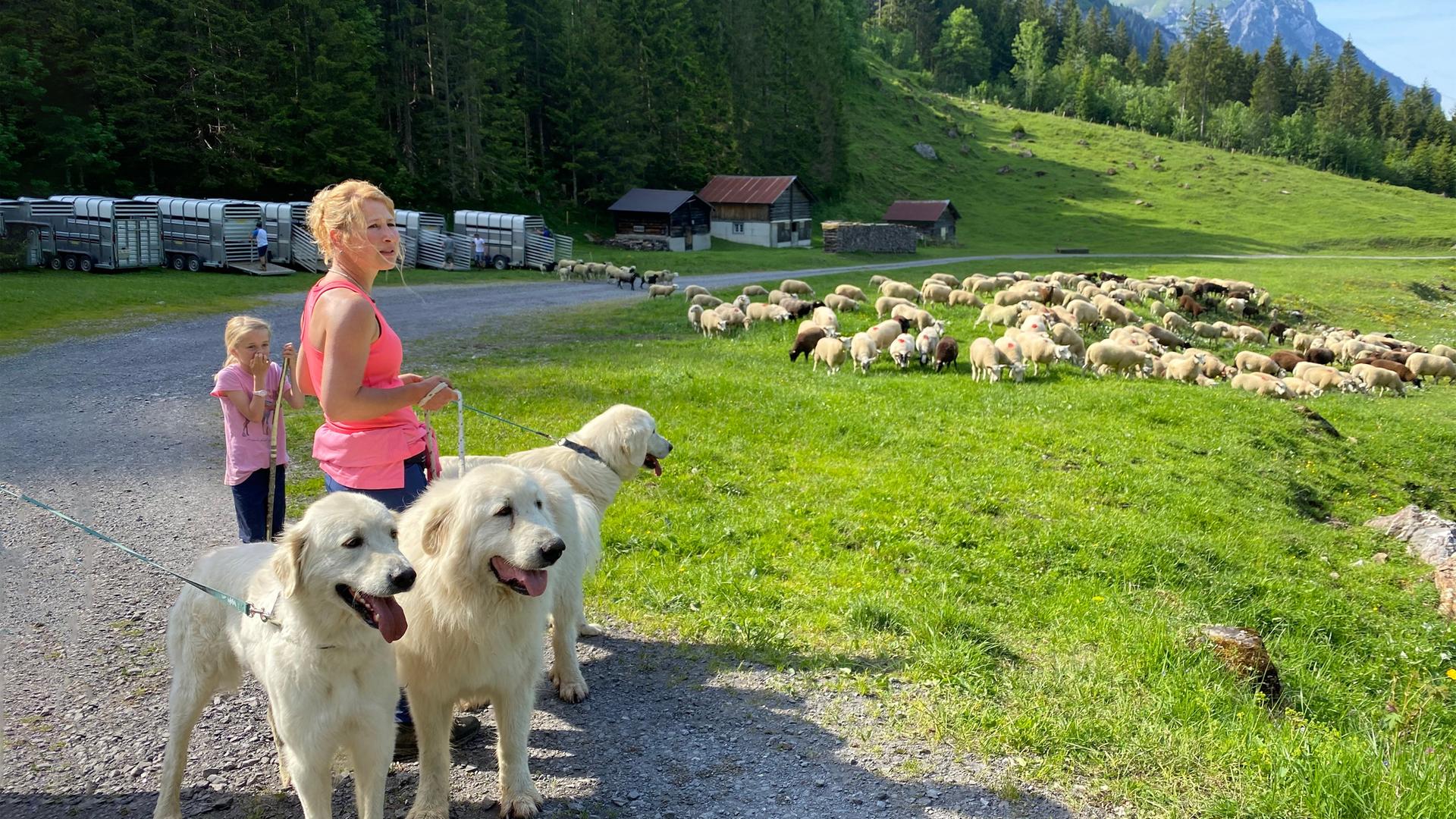Hirtin Irene Jauch mit ihrer Tochter und den drei hellen Herdenschutzhunden beim Alpaufzug, Isenthal, UR.