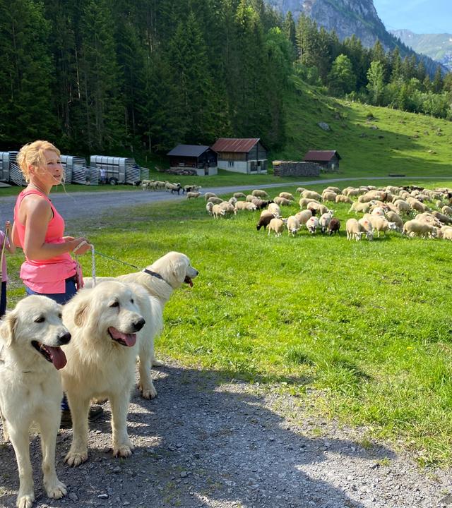 Hirtin Irene Jauch mit ihrer Tochter und den drei hellen Herdenschutzhunden beim Alpaufzug, Isenthal, UR.