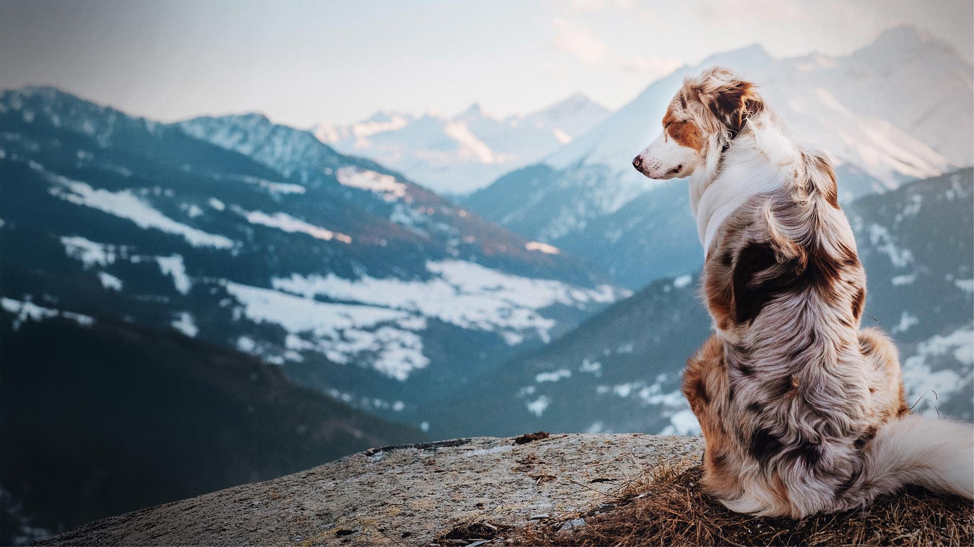 Schweizer Hundegeschichten