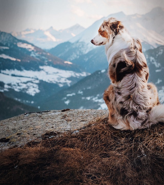 Schweizer Hundegeschichten Hero