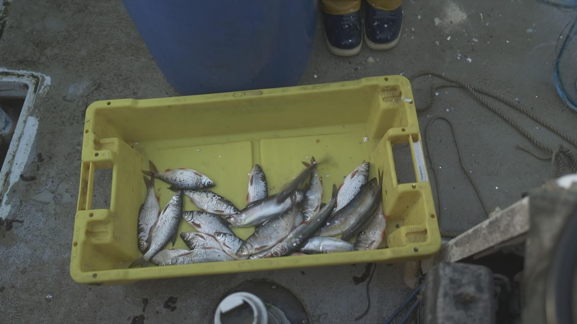 Fische liegen in einer gelben Kiste