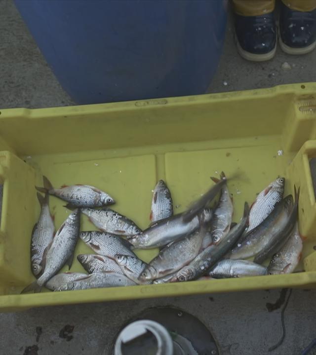 Fische liegen in einer gelben Kiste