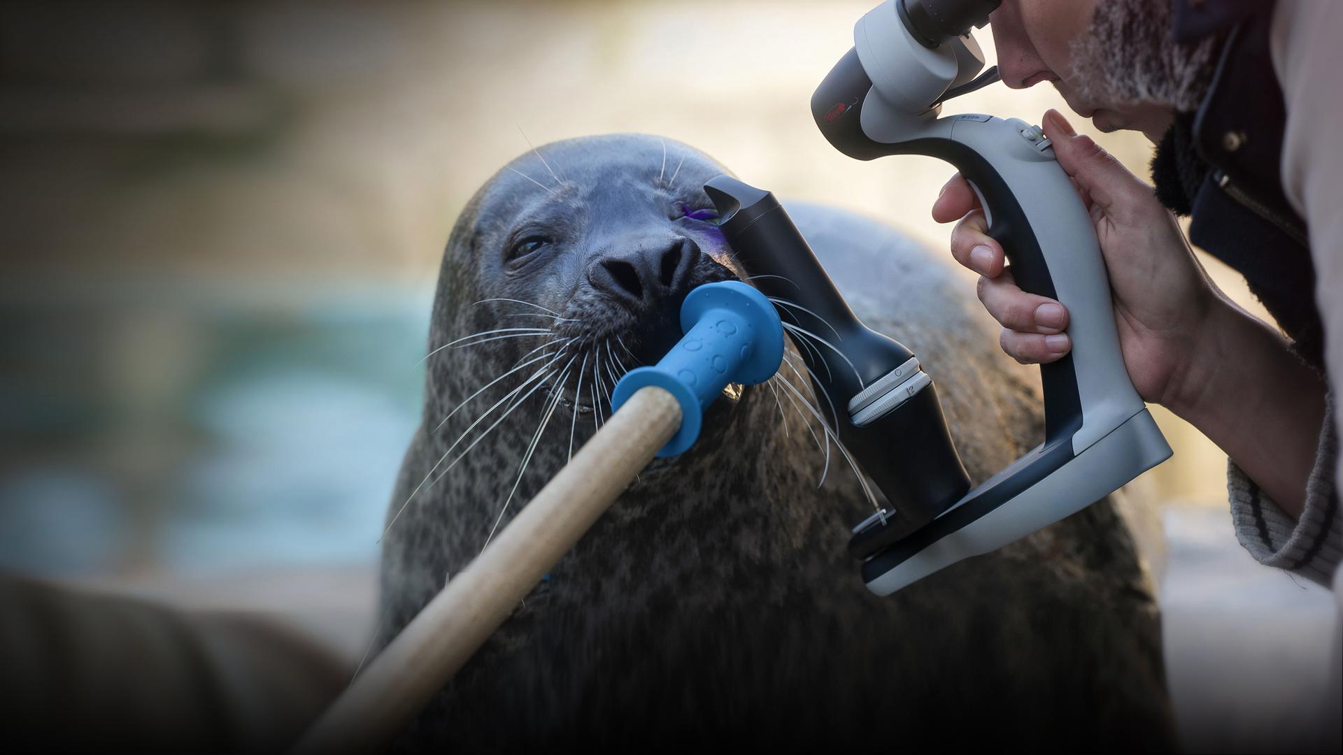 Augenuntersuchung bei einem Seehund. Es wird mit einem Mikroskop gearbeitet.